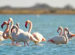 alikes-flamingok_h185